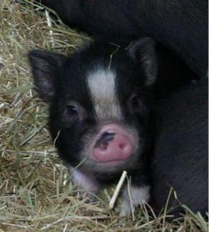 Mucko za mlada-maly neger